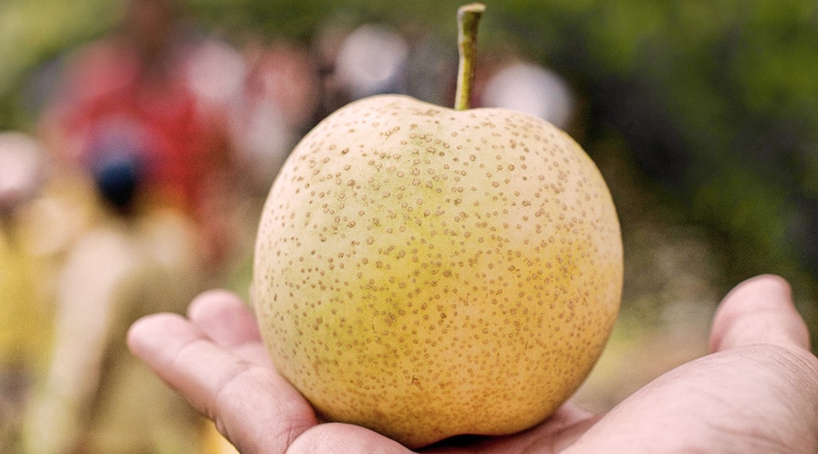 hand holding an asian pear