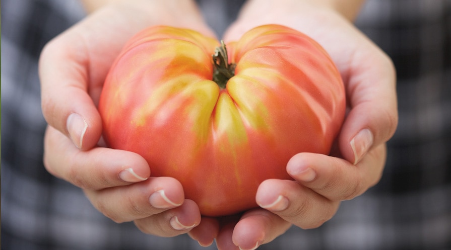 hand holding a large tomato