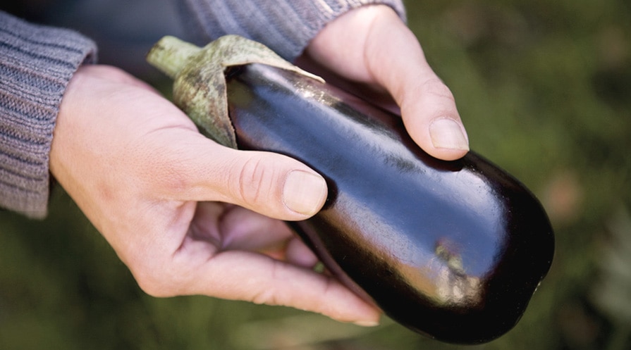 hands holding an eggplant