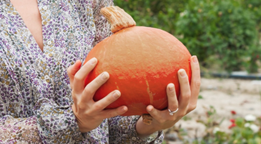 hands holding a pumpkin